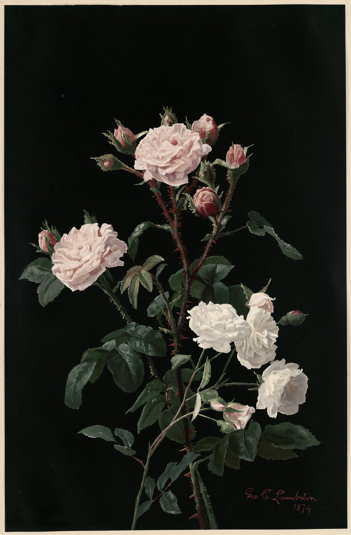 Botanical illustration of white roses on a black background