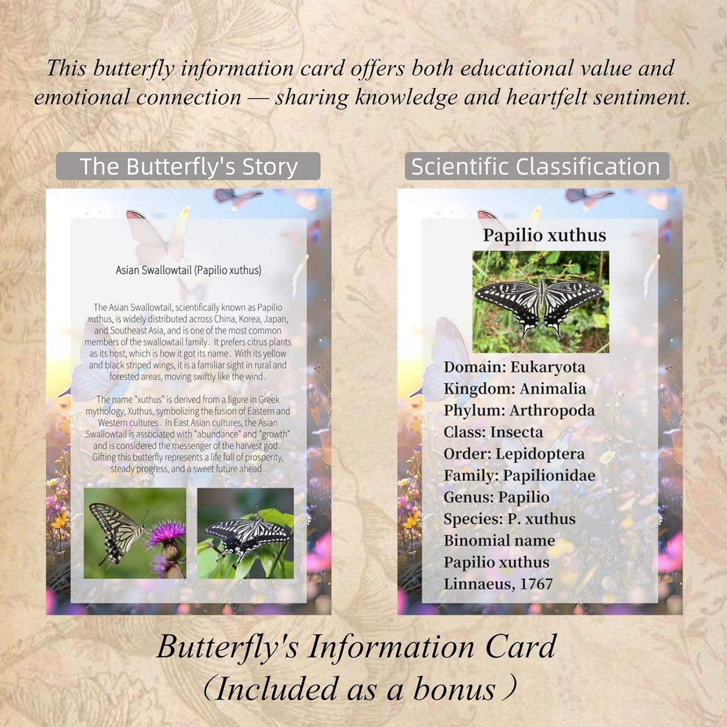 Butterfly information card with educational text and images on a textured background