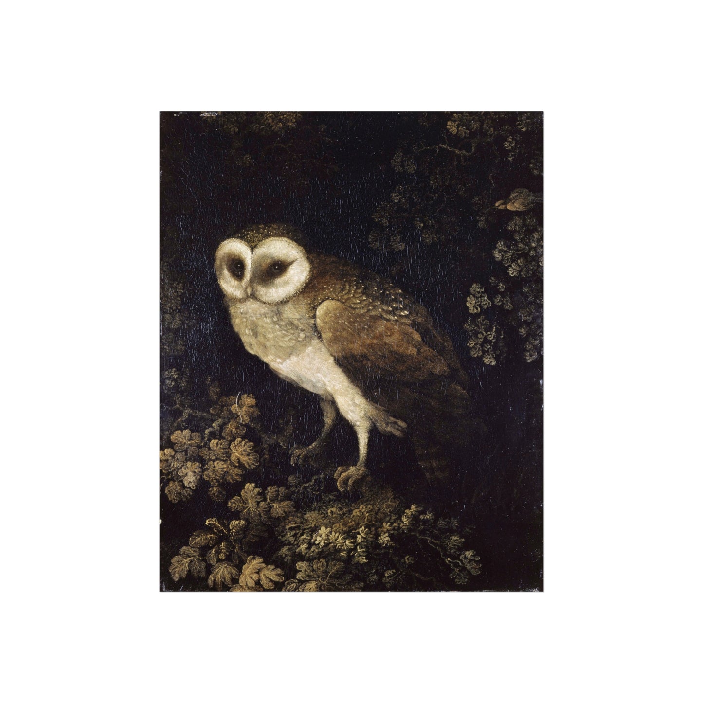 Barn Owl Fine Art Poster — Vintage Wildlife Wall Art Print