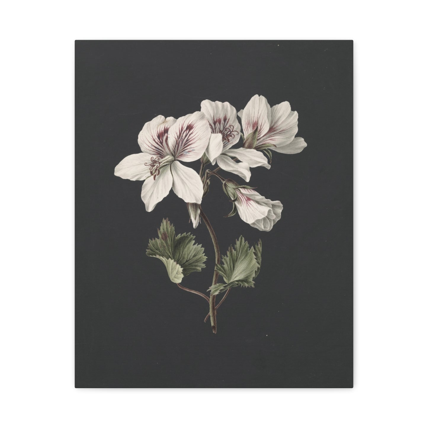 Botanical White Geranium Canvas Wall Art — Matte Stretched Print