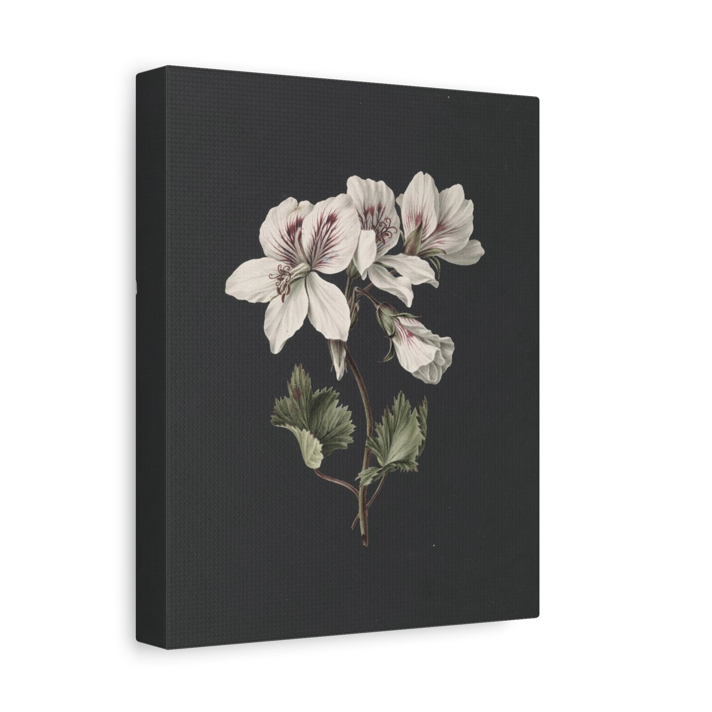 Botanical White Geranium Canvas Wall Art — Matte Stretched Print