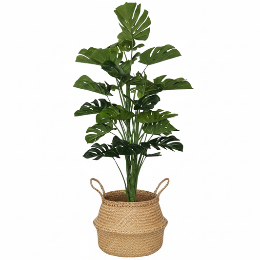 4ft Monstera Plant - Clean White Background Product Image