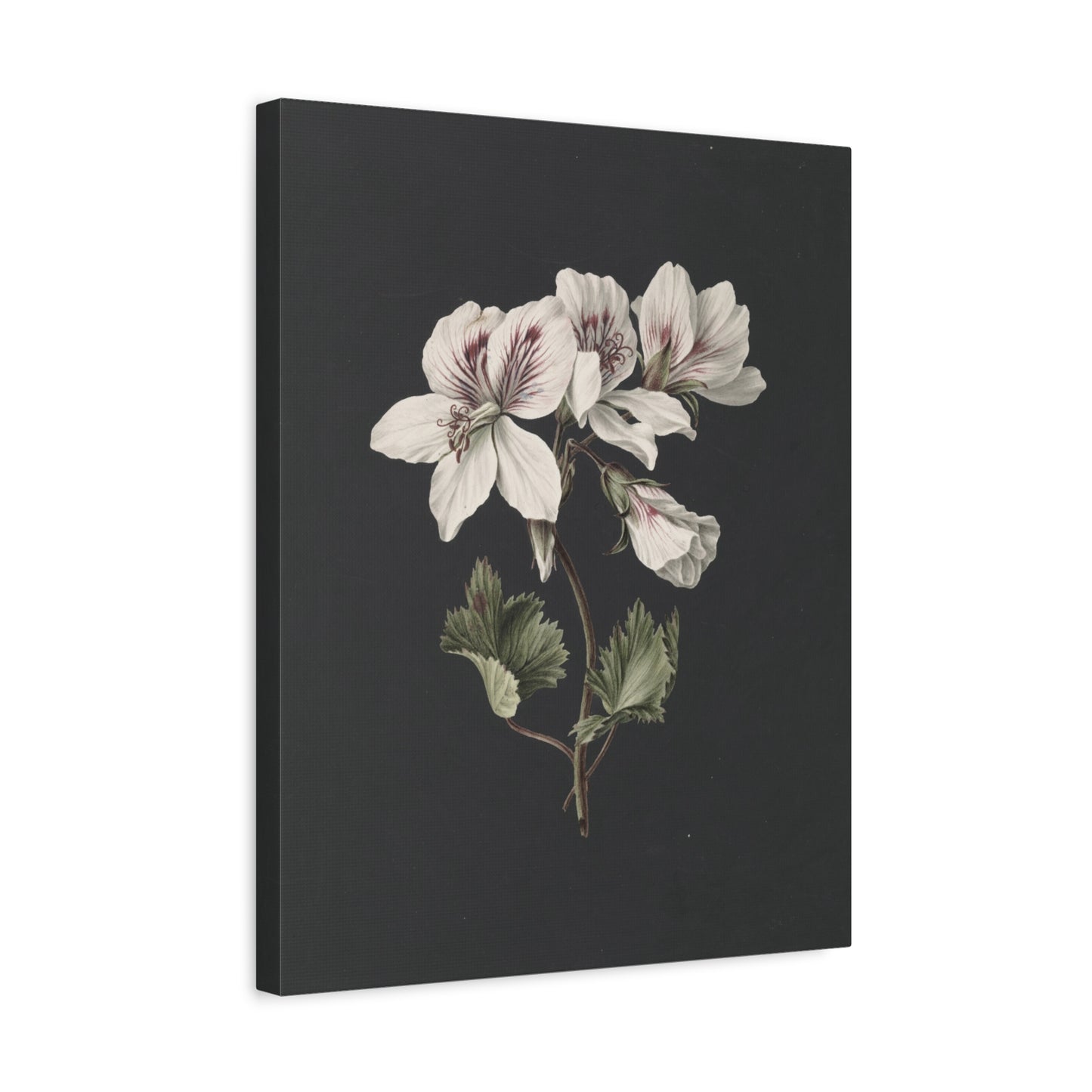 Botanical White Geranium Canvas Wall Art — Matte Stretched Print