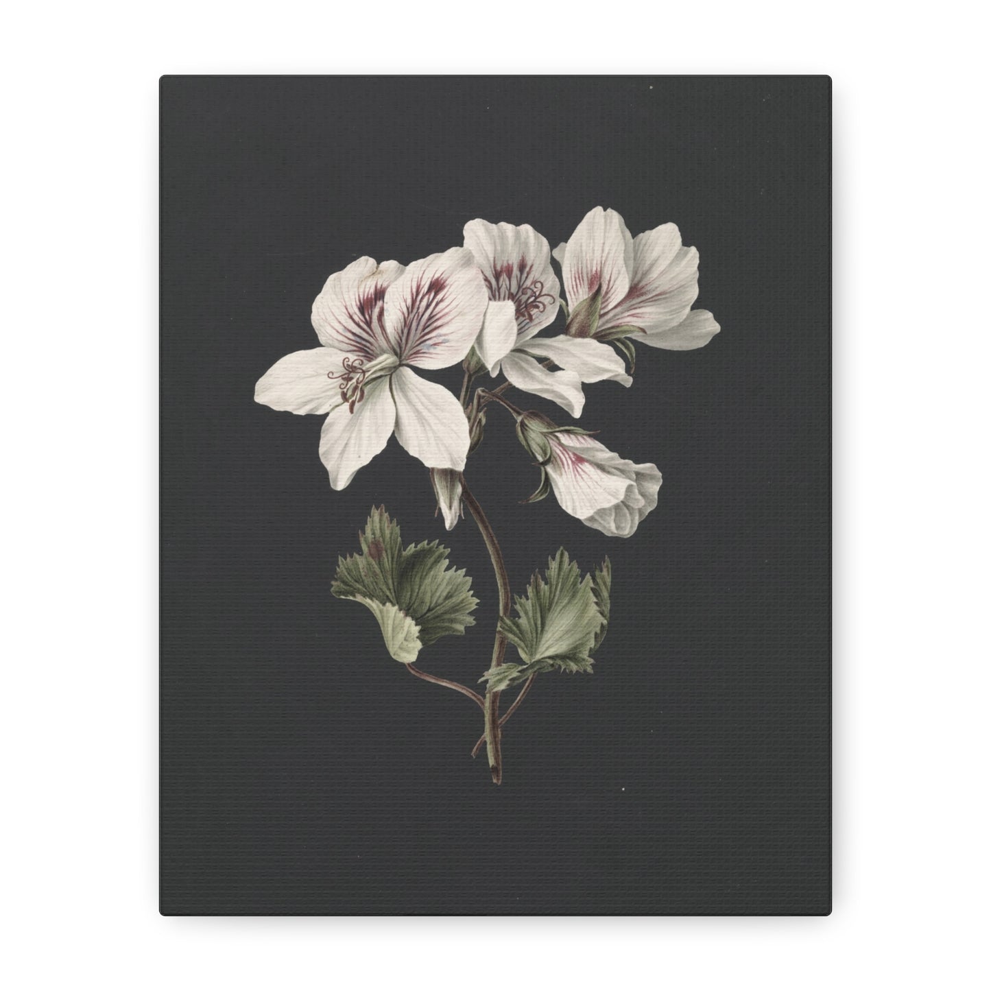 Botanical White Geranium Canvas Wall Art — Matte Stretched Print