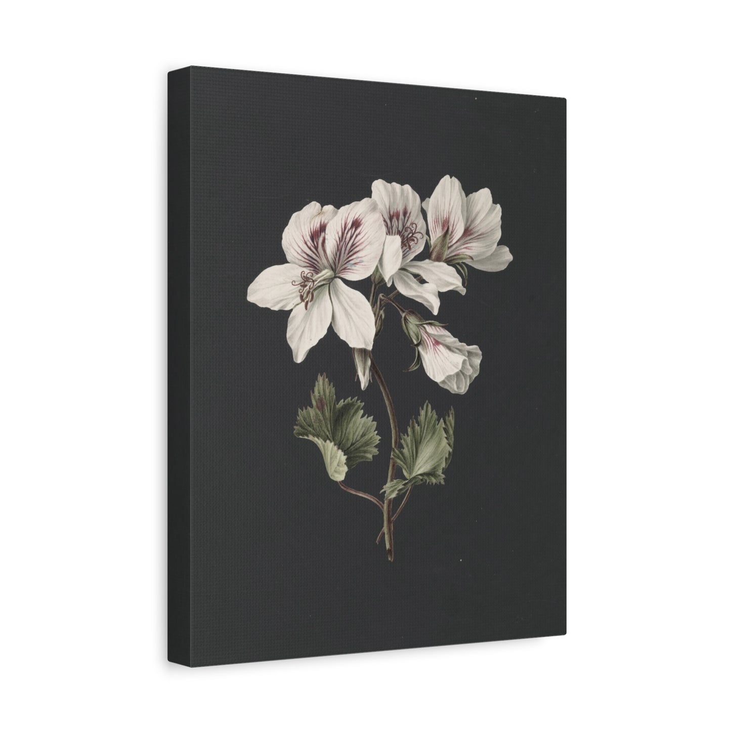 Botanical White Geranium Canvas Wall Art — Matte Stretched Print