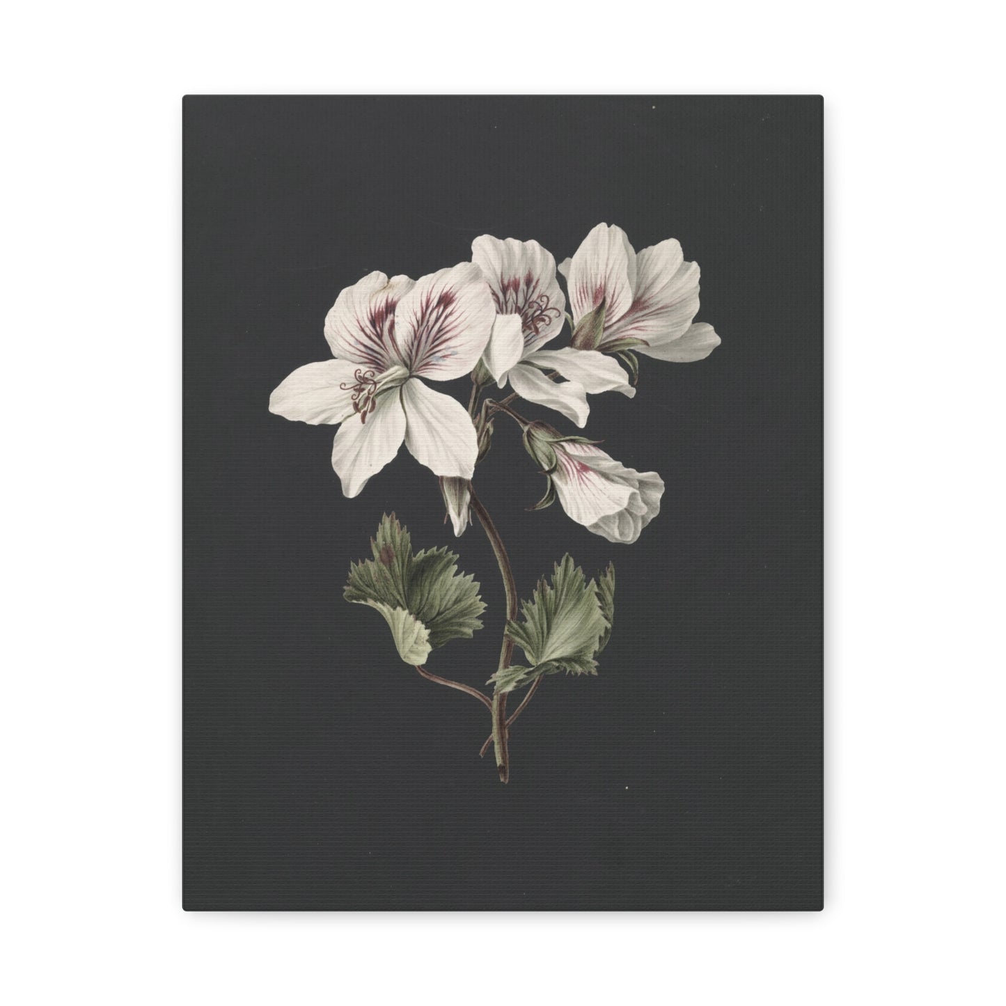Botanical White Geranium Canvas Wall Art — Matte Stretched Print