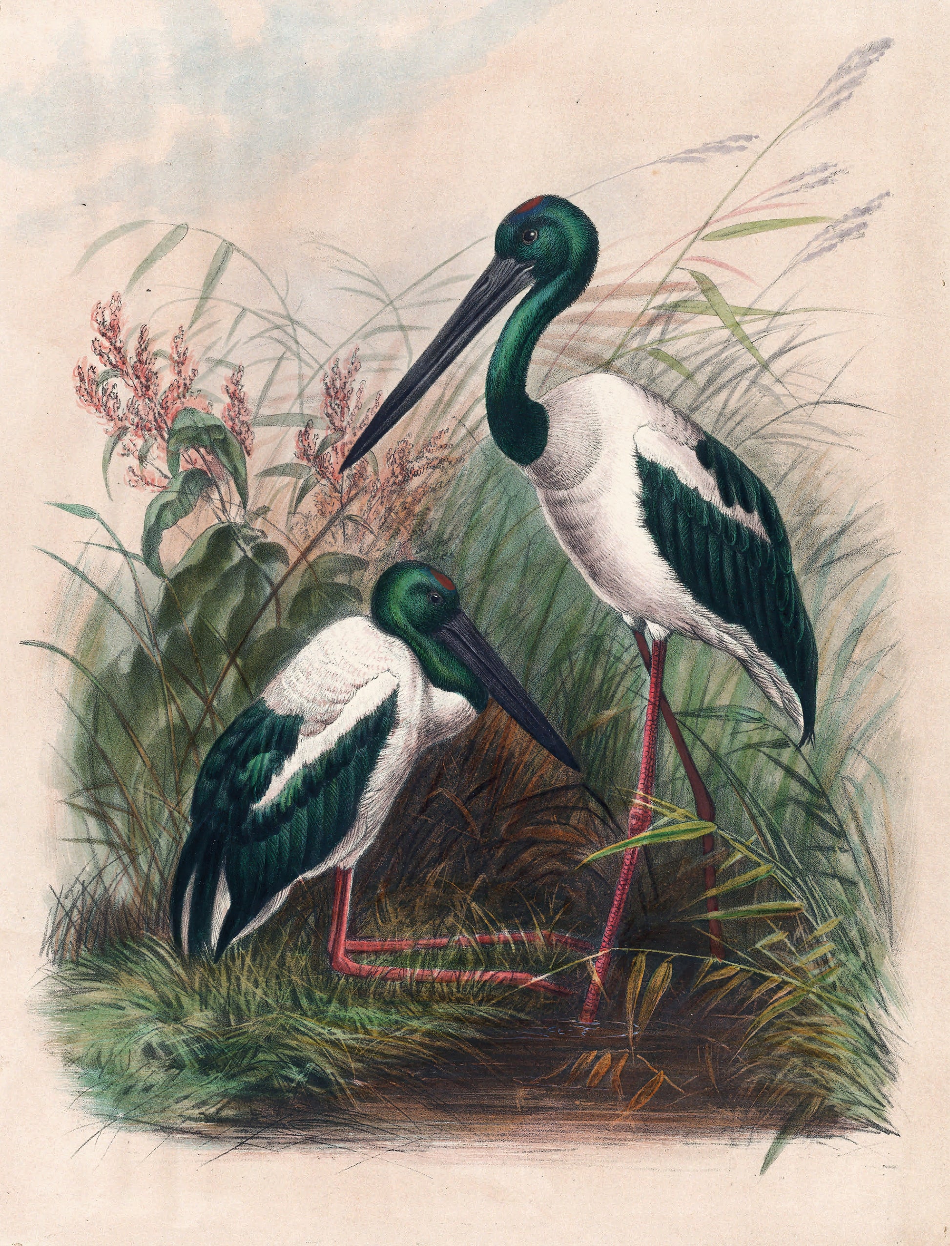 Illustration of two storks in a natural setting with grass and flowers.