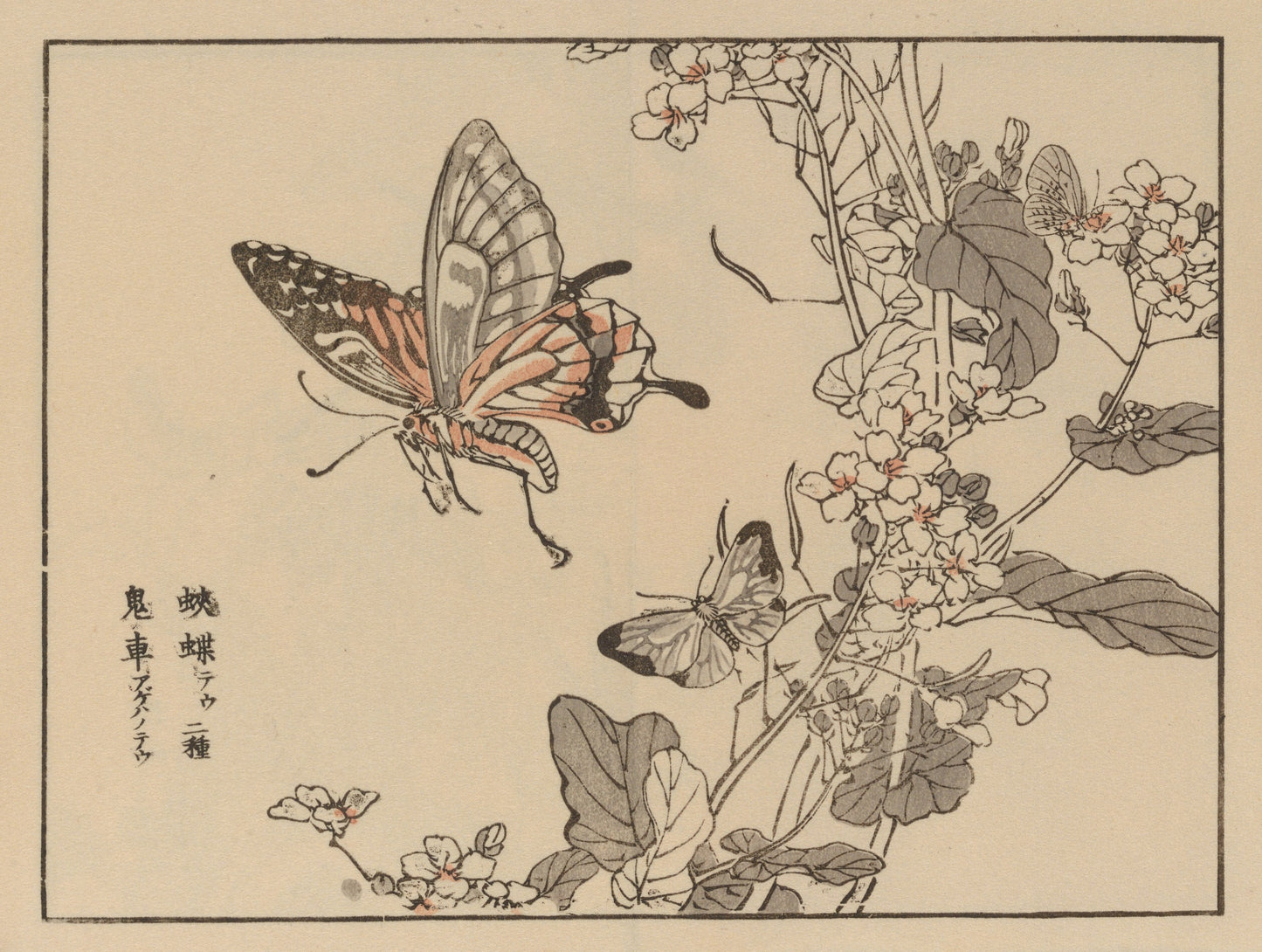 Traditional Japanese woodblock print of butterflies and flowers