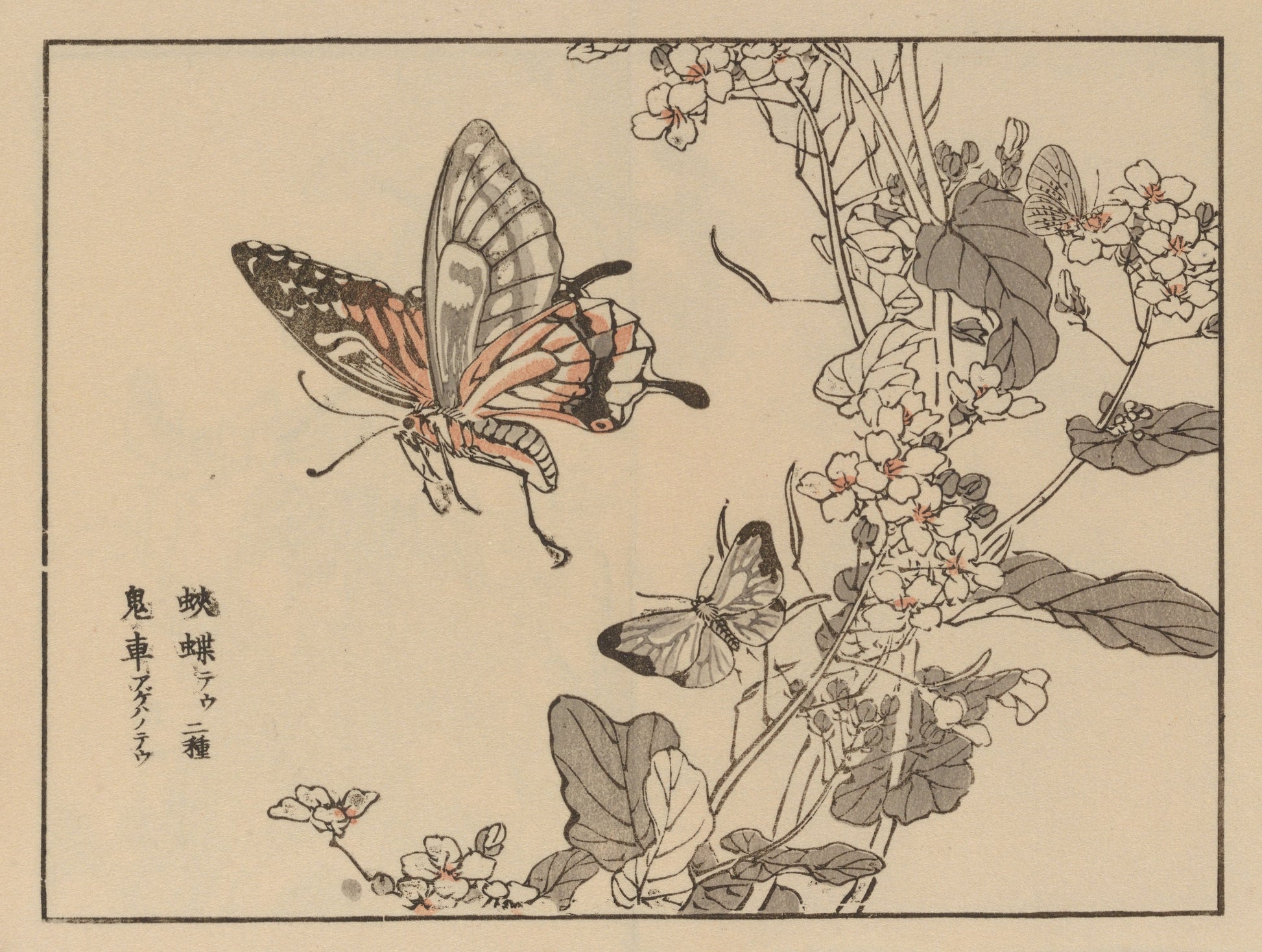 Traditional Japanese woodblock print of butterflies and flowers