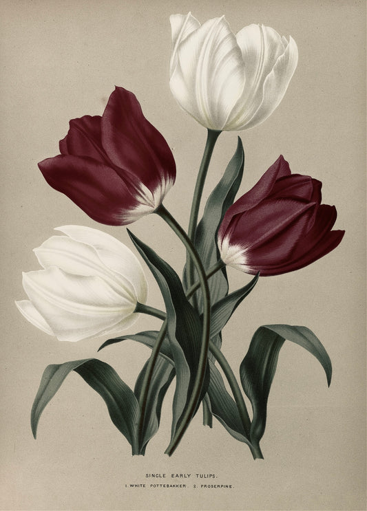 Tulip Wall Art Bundle - 4 Piece Digital Download