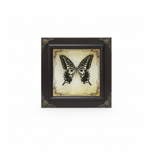 Handmade Butterfly Specimen Frame