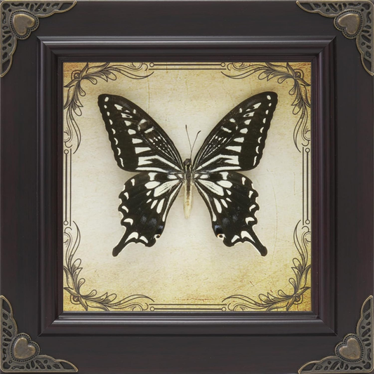 Handmade Butterfly Specimen Frame - Gothic Taxidermy Shadow Box