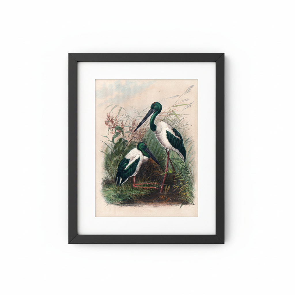 Vintage Bird Illustration - Black Frame